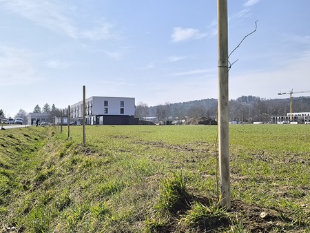 Obcina_hoce_slivnica_sajenje_lip marec2026_foto_pigac_si (28)